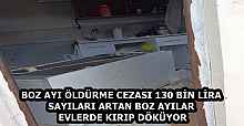 BOZ AYI ÖLDÜRME CEZASI 130 BİN LİRA SAYILARI ARTAN BOZ AYILAR EVLERDE KIRIP DÖKÜYOR