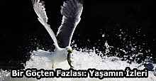 Bir Göçten Fazlası: Yaşamın İzleri