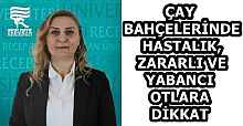 ÇAY BAHÇELERİNDE HASTALIK, ZARARLI VE YABANCI OTLARA DİKKAT