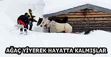 AĞAÇ YİYEREK HAYATTA KALMIŞLAR