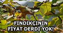 FINDIKÇININ FİYAT DERDİ YOK!