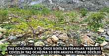 TAŞ OCAĞINDA 3 YIL ÖNCE DİKİLEN FİDANLAR YEŞERDİ  CEVİZLİK TAŞ OCAĞINA 53 BİN AKASYA FİDANI DİKİLDİ