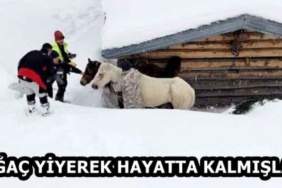 agac_yiyerek_hayatta_kalmislar_h58738_e088f