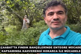 akcaabatta_findik_bahcelerinde_entegre_mucadele_kapsaminda_kahverengi_kokarca_ile_mucadele_h48372_d8bad