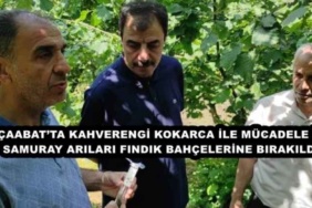 akcaabatta_kahverengi_kokarca_ile_mucadele_icin_samuray_arilari_findik_bahcelerine_birakildi_h47813_652be