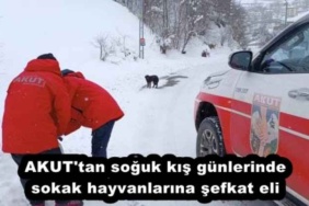 akut_tan_soguk_kis_gunlerinde_sokak_hayvanlarina_sefkat_eli_h51765_2f5c1