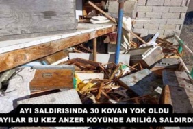 ayi_saldirisinda_30_kovan_yok_oldu_ayilar_bu_kez_anzer_koyunde_ariliga_saldirdi_h55667_6c551