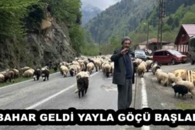 bahar_geldi_yayla_gocu_basladi_h52736_20862