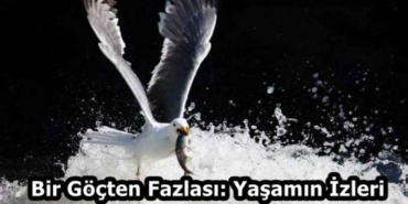 bir_gocten_fazlasi_yasamin_izleri_h58987_673d7