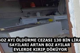 boz_ayi_oldurme_cezasi_130_bin_lira_sayilari_artan_boz_ayilar_evlerde_kirip_dokuyor_h58718_f2fd2