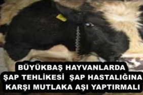 buyukbas_hayvanlarda_sap_tehlikesi_sap_hastaligina_karsi_mutlaka_asi_yaptirmali_h53894_75a04