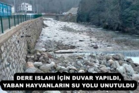 dere_islahi_icin_duvar_yapildi_yaban_hayvanlarin_su_yolu_unutuldu_h51101_384a5