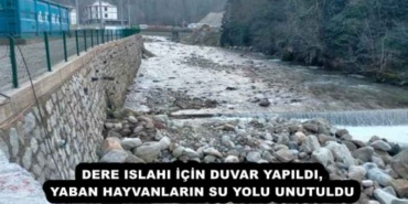dere_islahi_icin_duvar_yapildi_yaban_hayvanlarin_su_yolu_unutuldu_h51101_384a5