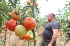 domates-fiyatlari-uzun-aradan-sonra-ureticisi-5-12036947_o