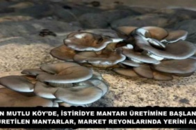 en_mutlu_koyde_istiridye_mantari_uretimine_baslandi_uretilen_mantarlar_market_reyonlarinda_yerini_aldi_h53963_d703e