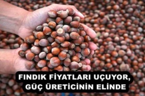 findik_fiyatlari_ucuyor_guc_ureticinin_elinde_h54774_75883