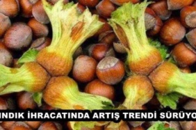 findik_ihracatinda_artis_trendi_suruyor_h49886_9634e