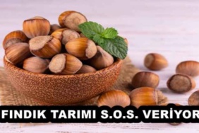 findik_tarimi_sos_veriyor_h52051_5f4f9