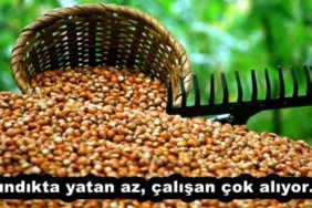 findikta_yatan_az_calisan_cok_aliyor_h54170_98273