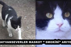 hayvanseverler_maskot_smokini_ariyor_h53116_d4f98