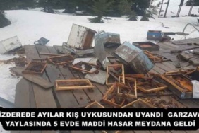 ikizderede_ayilar_kis_uykusundan_uyandi_garzavan_yaylasinda_5_evde_maddi_hasar_meydana_geldi_h52387_10c15