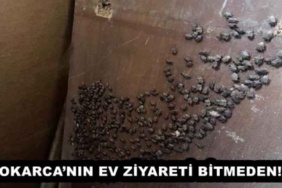kokarcanin_ev_ziyareti_bitmeden_h52268_606f4