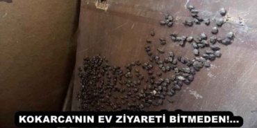 kokarcanin_ev_ziyareti_bitmeden_h52268_606f4