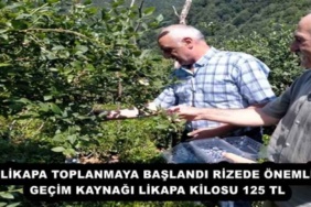 likapa_toplanmaya_baslandi_rizede_onemli_gecim_kaynagi_likapa_kilosu_125_tl_h53779_efd08