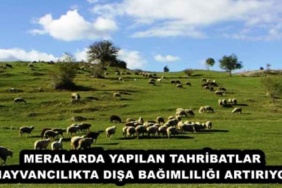 meralarda_yapilan_tahribatlar_hayvancilikta_disa_bagimliligi_artiriyor_h46000_57a39