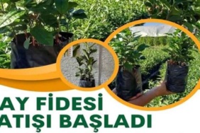 ogrencilere_burs_verilmek_uzere_cay_fidesi_satislari_basladi_h51616_720b4