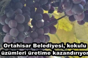 ortahisar_belediyesi_kokulu_uzumleri_uretime_kazandiriyor_h48781_0f84e