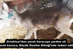 ortahisardan_yarali_karacaya_yardim_eli_yarali_karaca_kucuk_dostlar_kliniginde_tedavi_edildi_h51862_78ca8