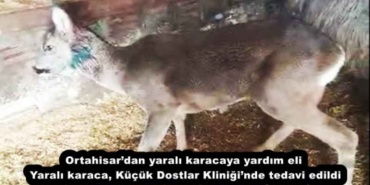 ortahisardan_yarali_karacaya_yardim_eli_yarali_karaca_kucuk_dostlar_kliniginde_tedavi_edildi_h51862_78ca8