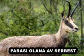 parasi_olana_av_serbest_h54291_eced3