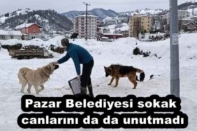 pazar_belediyesi_sokak_canlarini_da_da_unutmadi_h51787_a8643