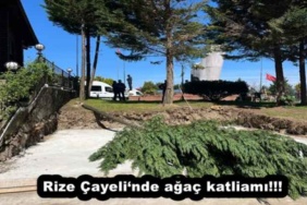 rize_cayelinde_agac_katliami_h57744_b2c3b