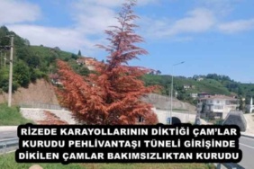 rizede_karayollarinin_diktigi_camlar_kurudu_pehlivantasi_tuneli_girisinde_dikilen_camlar_bakimsizliktan_kurudu_h49163_2503a