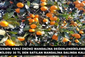 rizenin_yerli_urunu_mandalina_degerlendirilemedi_kilosu_30_tl_den_satilan_mandalina_dalinda_kaldi_h56834_0717a