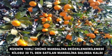 rizenin_yerli_urunu_mandalina_degerlendirilemedi_kilosu_30_tl_den_satilan_mandalina_dalinda_kaldi_h56834_0717a