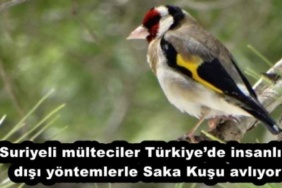 suriyeli_multeciler_turkiyede_insanlik_disi_yontemlerle_saka_kusu_avliyor_h51963_5c7c4