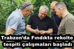 trabzonda_findikta_rekolte_tespiti_calismalari_basladi_h53903_99cdd