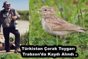 turkistan_corak_toygari_trabzonda_kaydi_alindi_h52989_ec82f