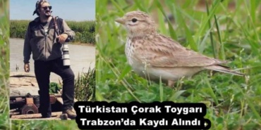 turkistan_corak_toygari_trabzonda_kaydi_alindi_h52989_ec82f