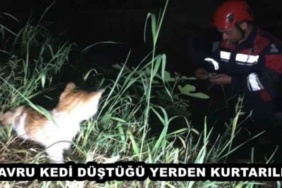 yavru_kedi_dustugu_yerden_kurtarildi_h47922_d4527