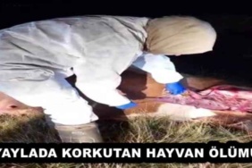 yaylada_korkutan_hayvan_olumu_h54378_1fd65