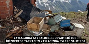 yaylalarda_ayi_saldirisi_devam_ediyor_ikizderede_tarkanin_yaylasinda_evlere_saldirdi_h58750_7e618